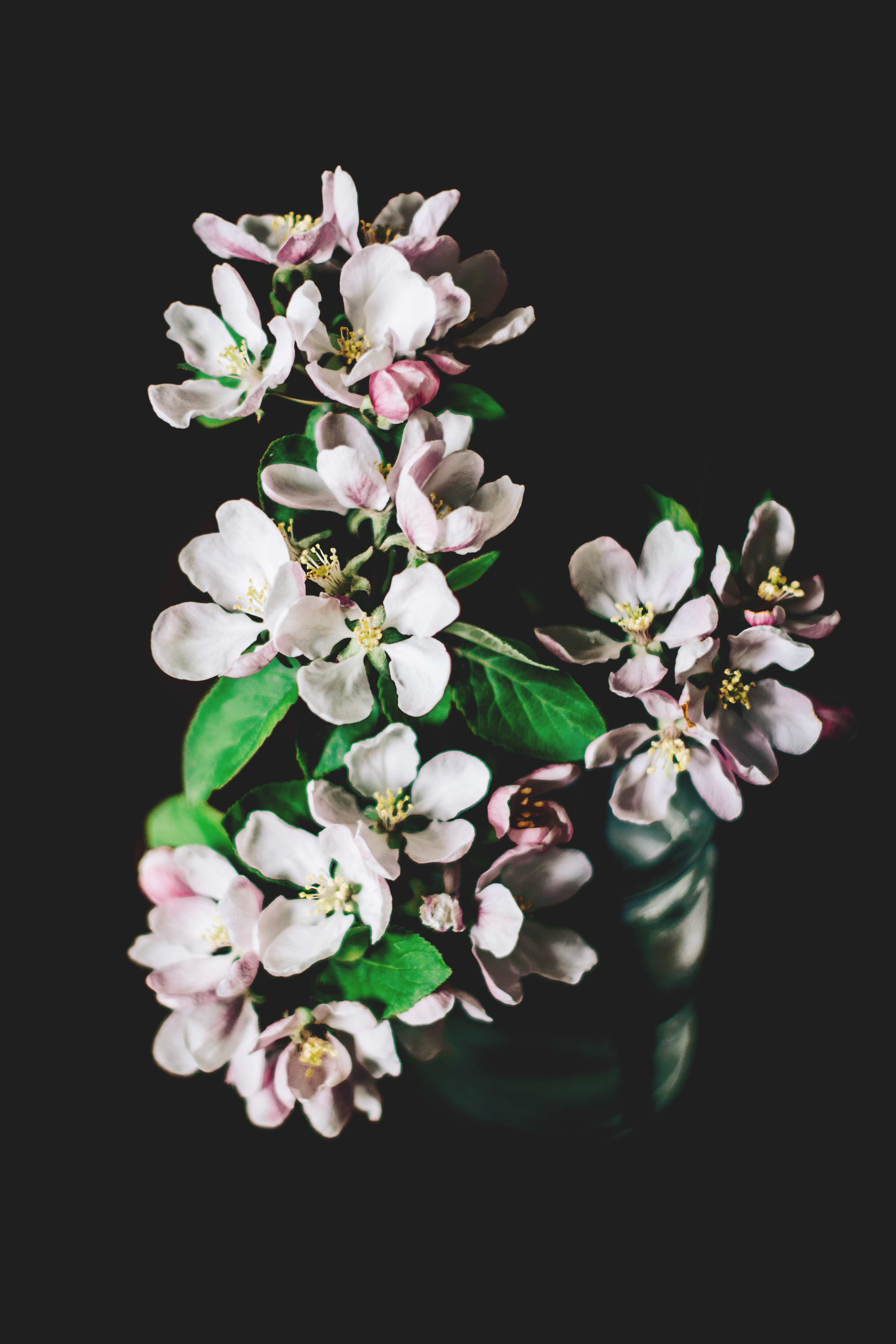 Äppelblom av Charlotta Lingwall