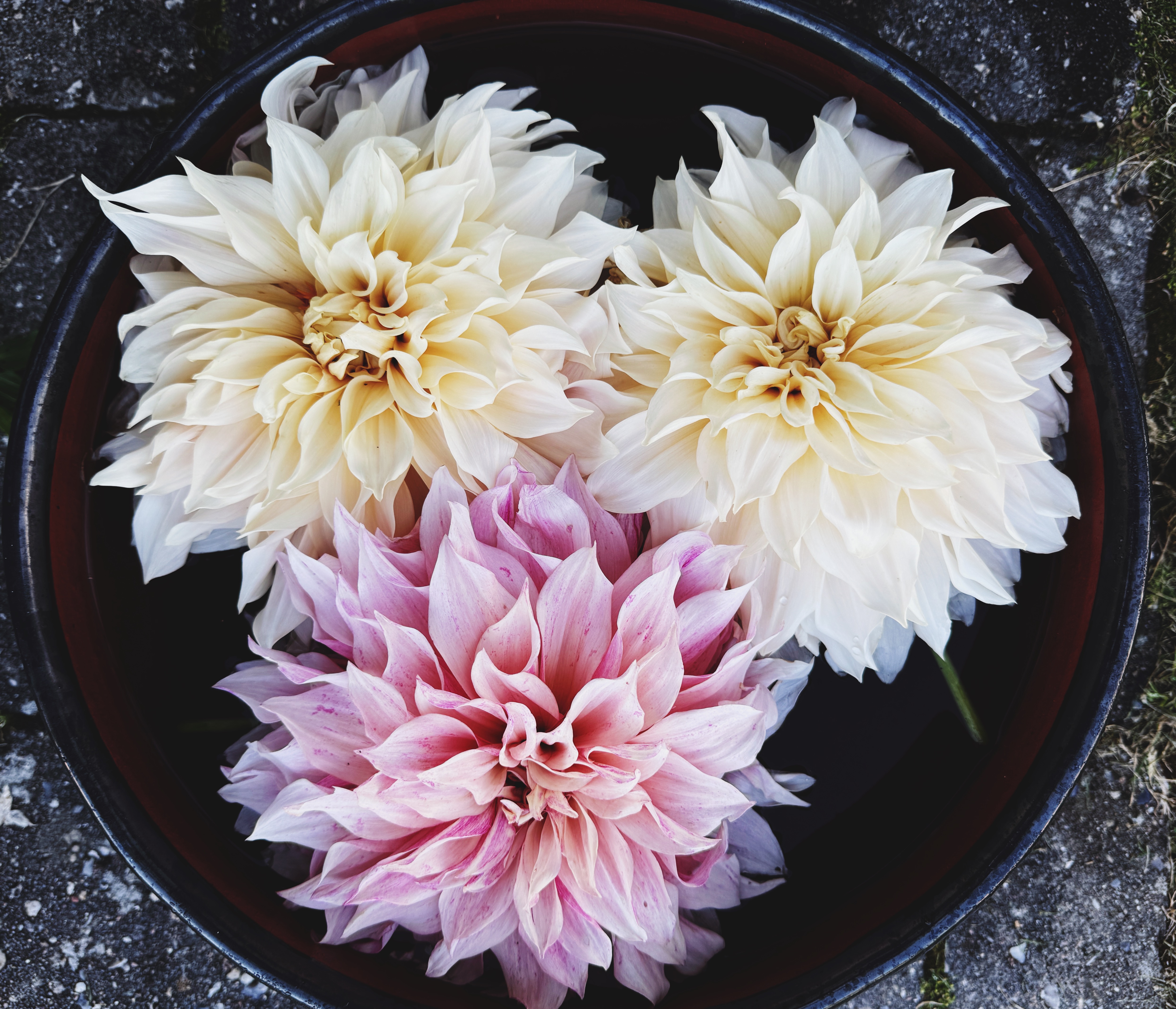 Dahlia, odling & hållbarhet